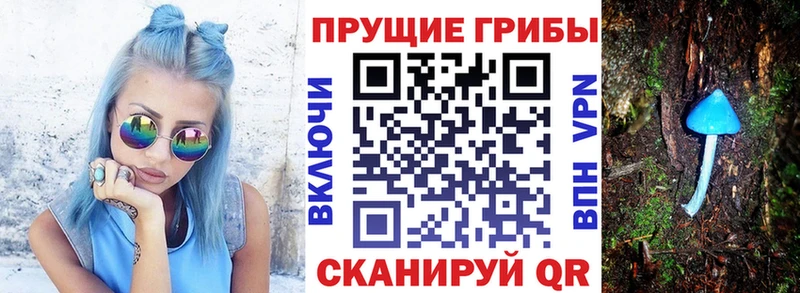 Псилоцибиновые грибы Psilocybine cubensis где найти наркотики Хилок